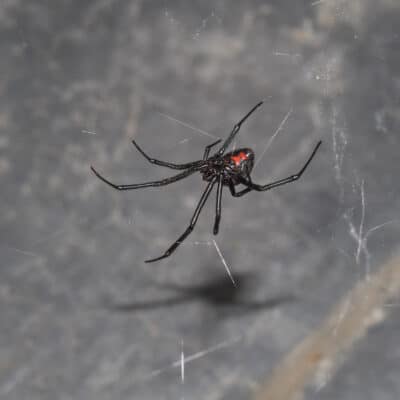 Discover the Real Reason Why Black Widows Eat Their Mates - A-Z Animals