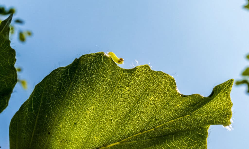 Oak Leaf Roller Caterpillar