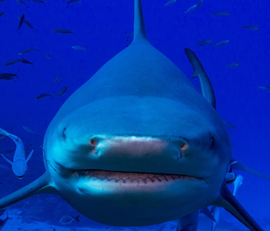 Bull Shark, Hungry Shark Wiki