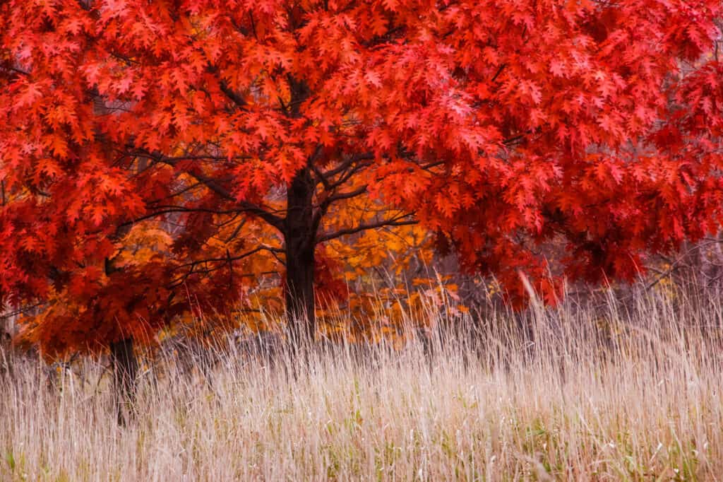 Types of Oak Trees