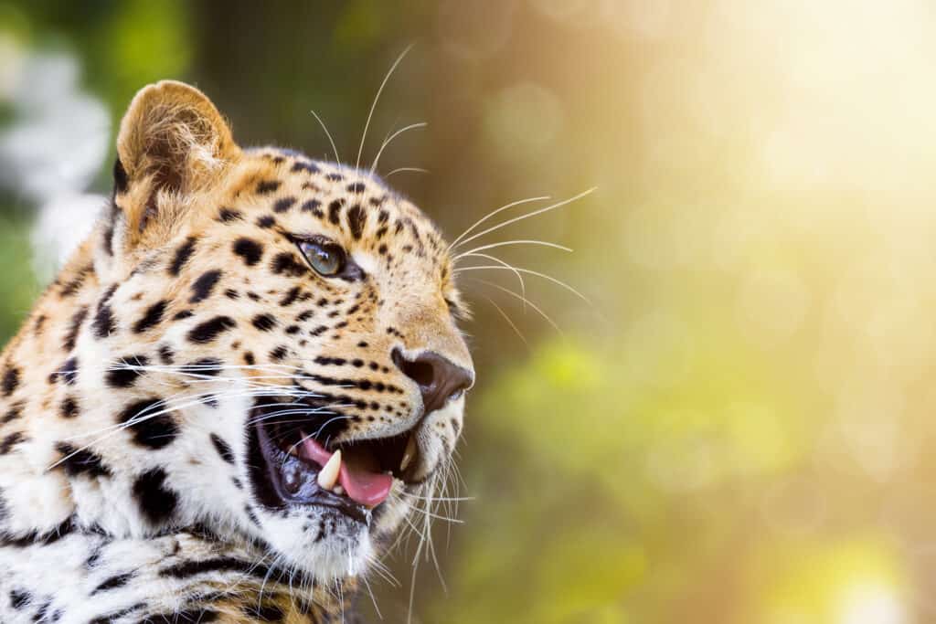 Amur leopard in sunlight