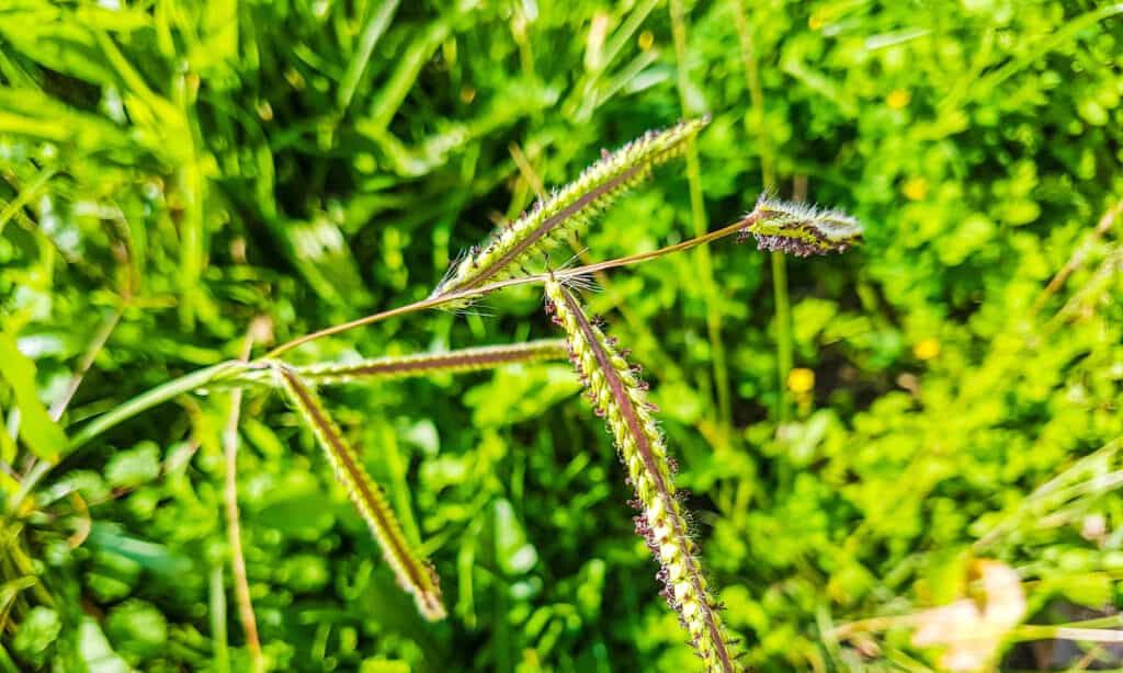 Dallisgrass