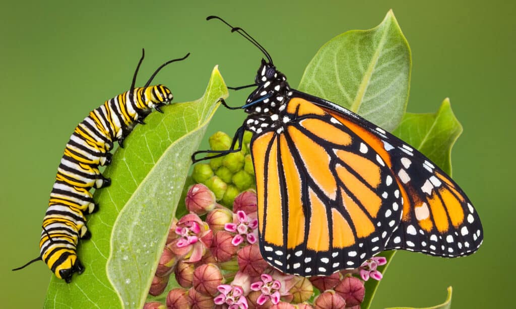 Monarch Caterpillar