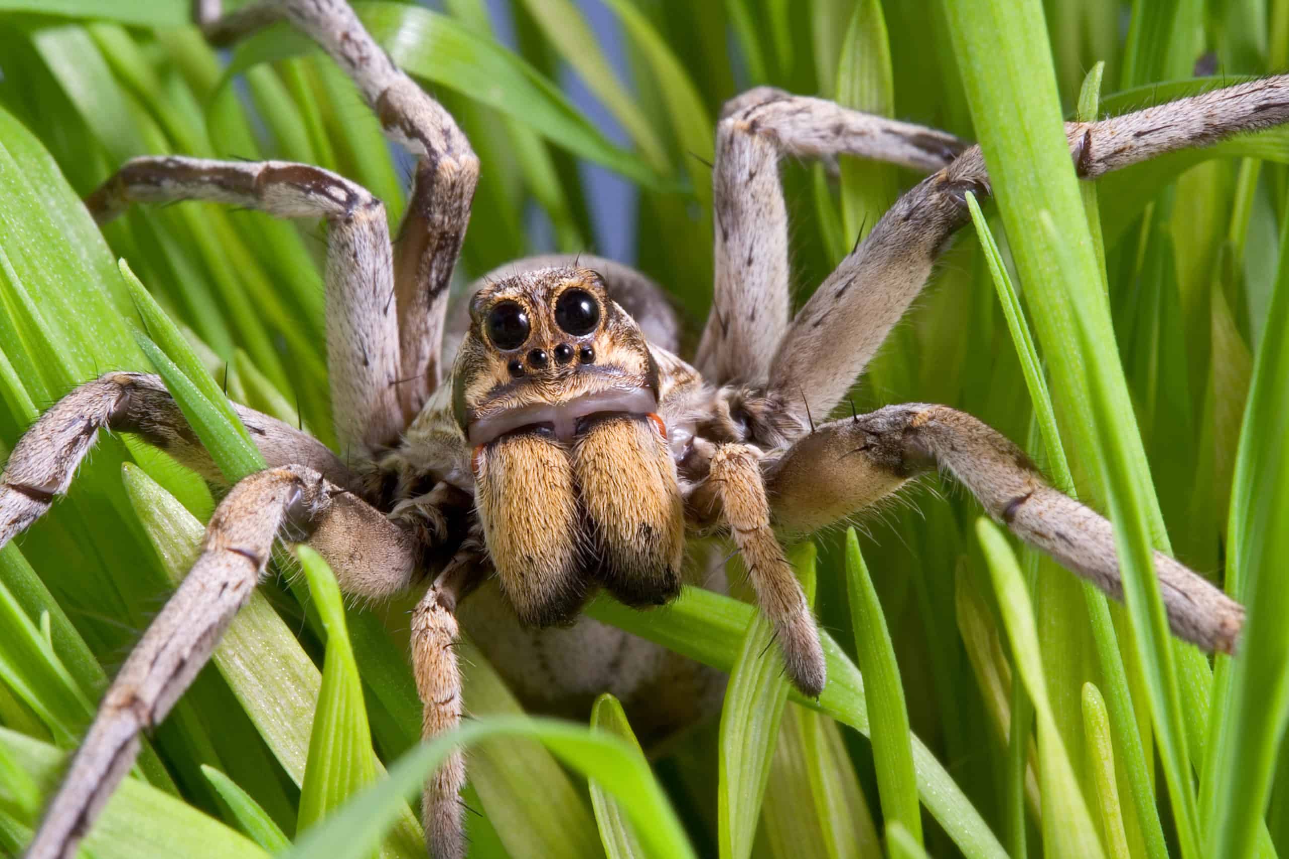 Maine has spiders that can hiss and jump