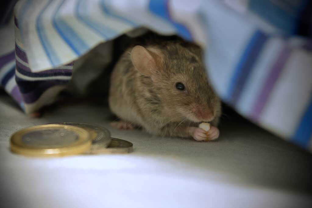 Mouse by Bed
