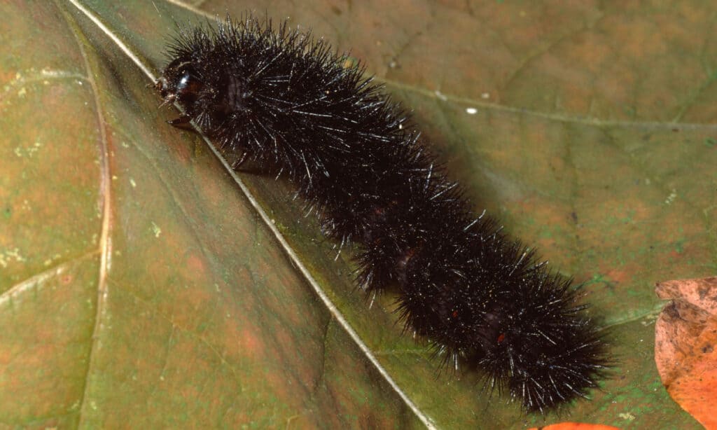 Great Leopard Caterpillar