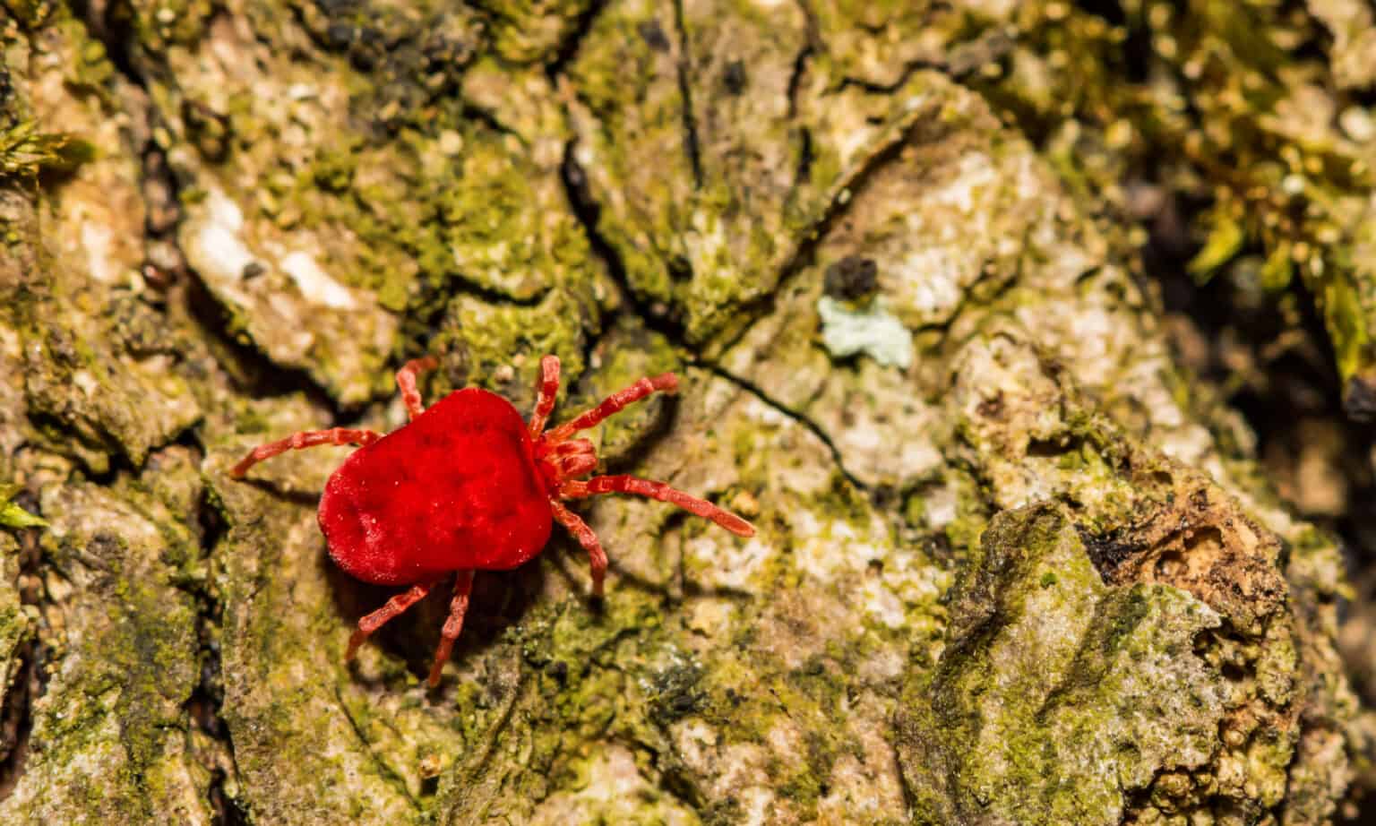 Chiggers in Texas - A-Z Animals