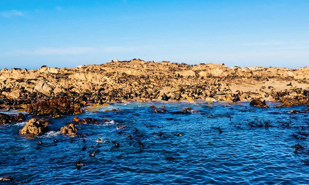 Shark Alley, South Africa