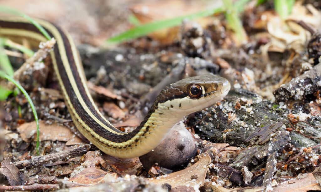 Ribbon Snake