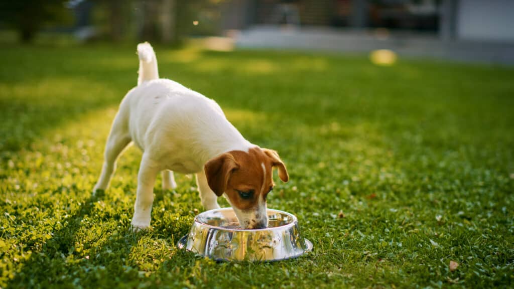 Can dogs eat Cheerios? Dog drinking outside