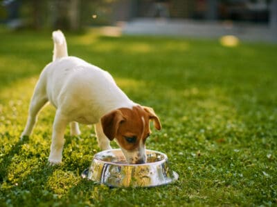 A Can Dogs Eat Sauerkraut?