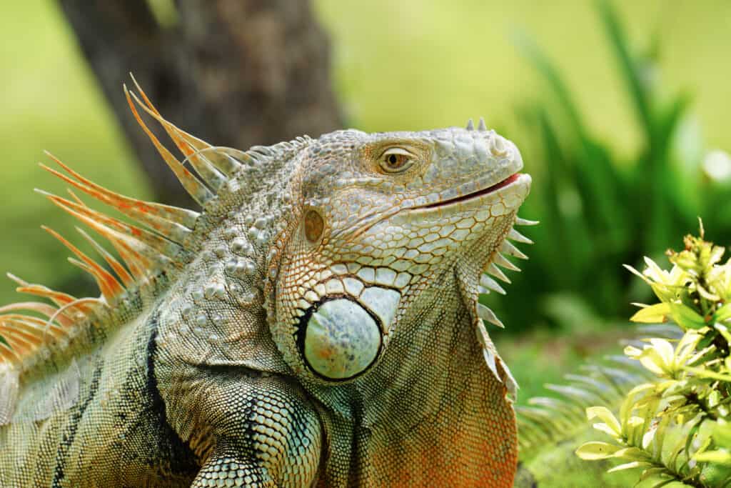 two headed iguana