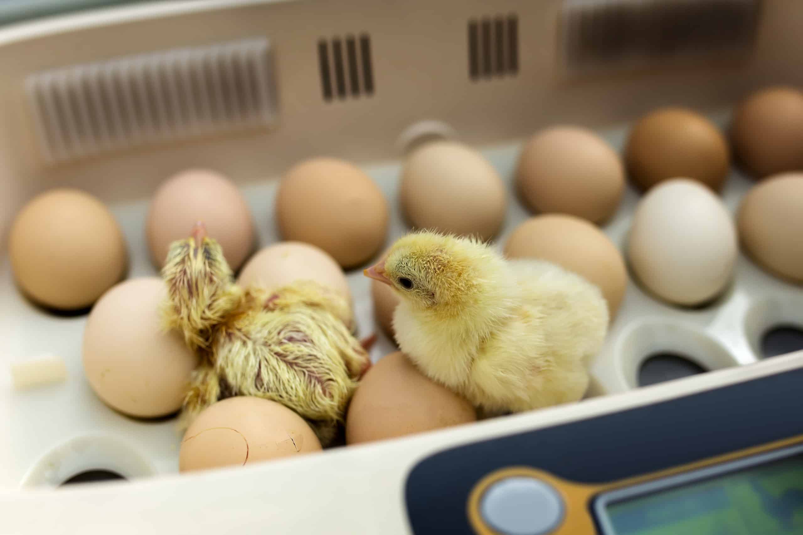 egg incubator with a baby chicken
