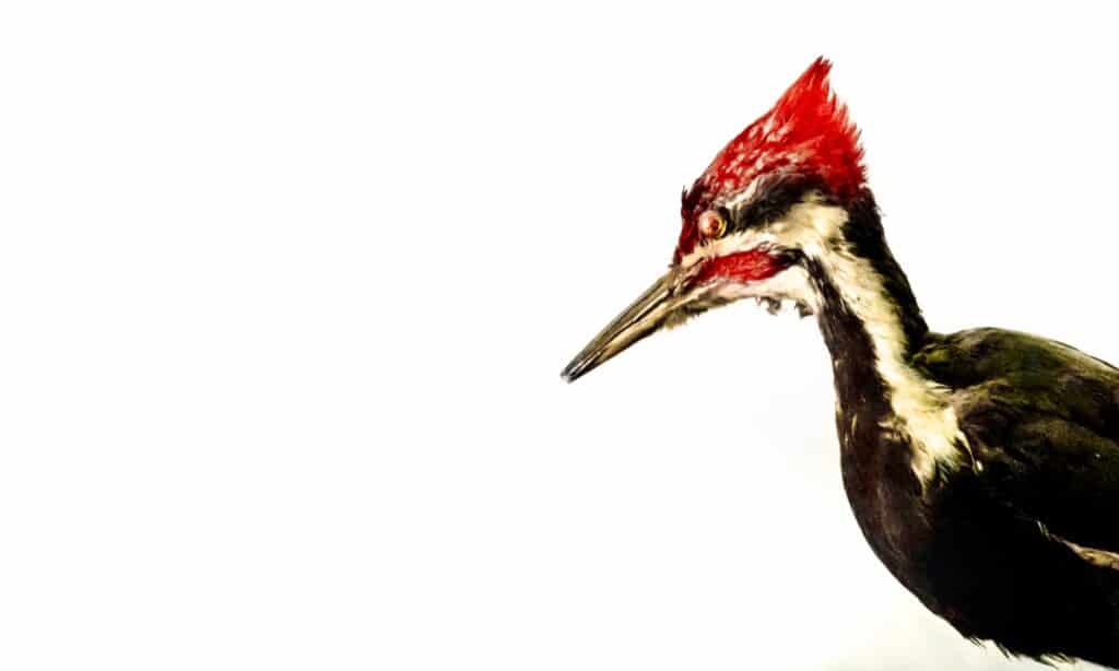 ivory-billed woodpecker