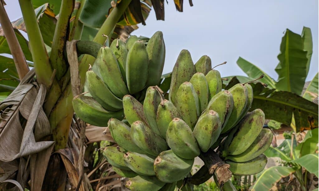 Plantain Tree vs Banana Tree