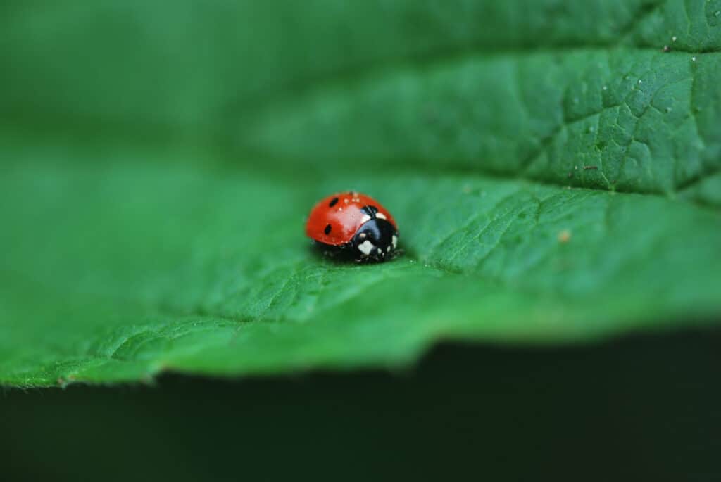 Ladybug Insect Facts - A-Z Animals