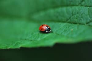 Discover 5 Meanings and Signs of Seeing a Ladybug Picture
