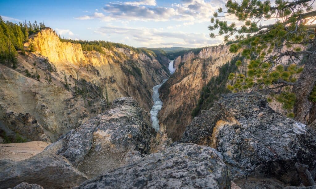 Yellowstone’s Petrified Tree Forest