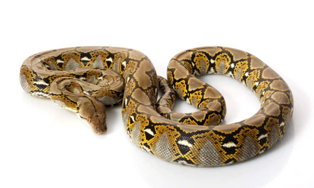 Reticulated python on white background