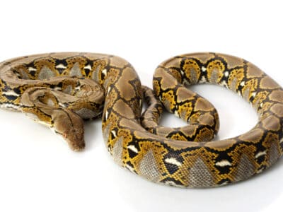 A Reticulated python