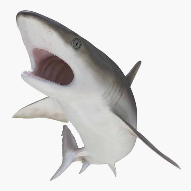 a mature blacknose shark with mouth wide open