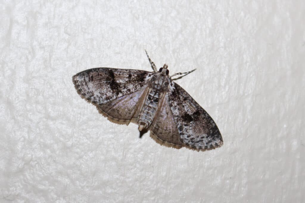 brown house moth with wings spread out on a wall