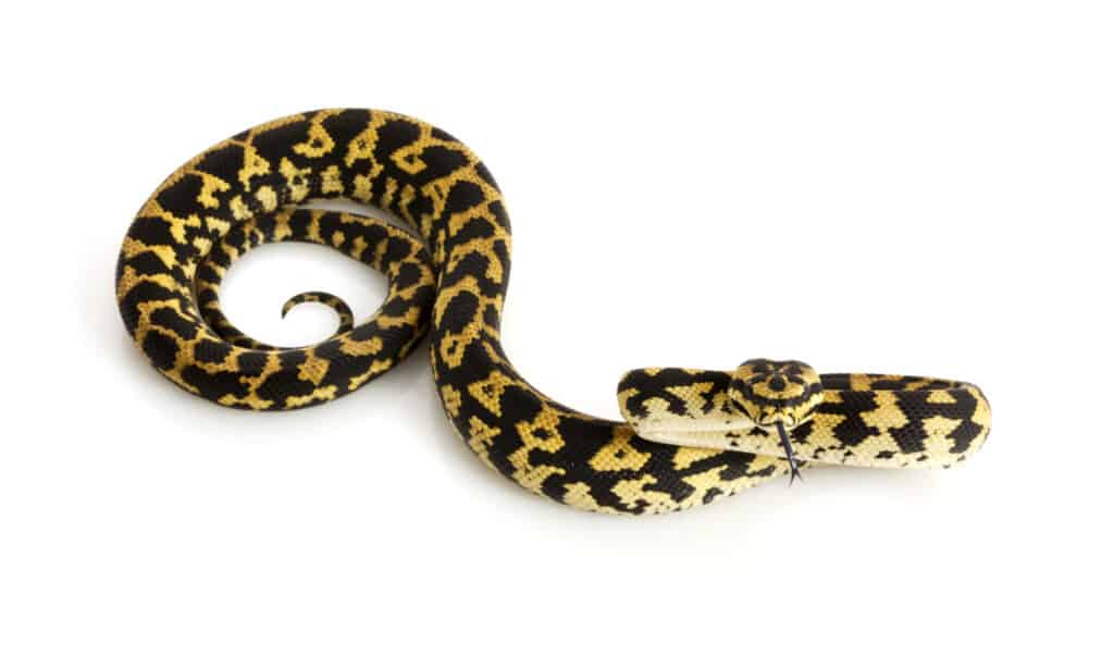 Jungle carpet python on white background