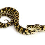 Jungle carpet python