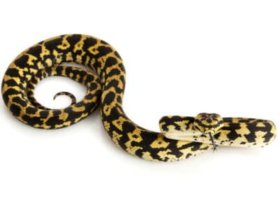 Jungle Carpet Python Picture