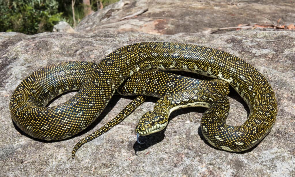 Diamond python on rock