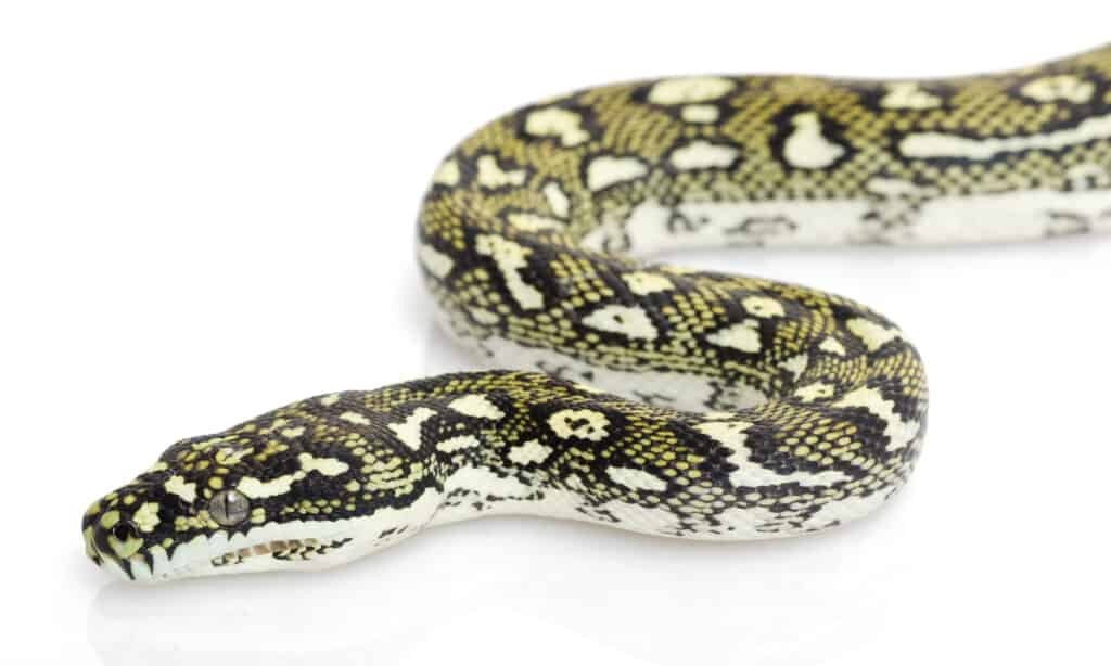 Diamond python closeup
