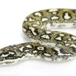 Diamond python