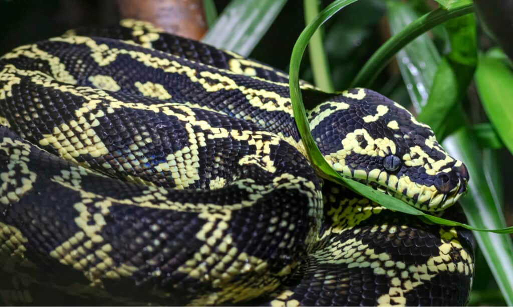 Jungle Carpet python coiled in grass