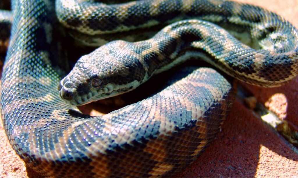 Coastal carpet python - Morelia spilota mcdowelli