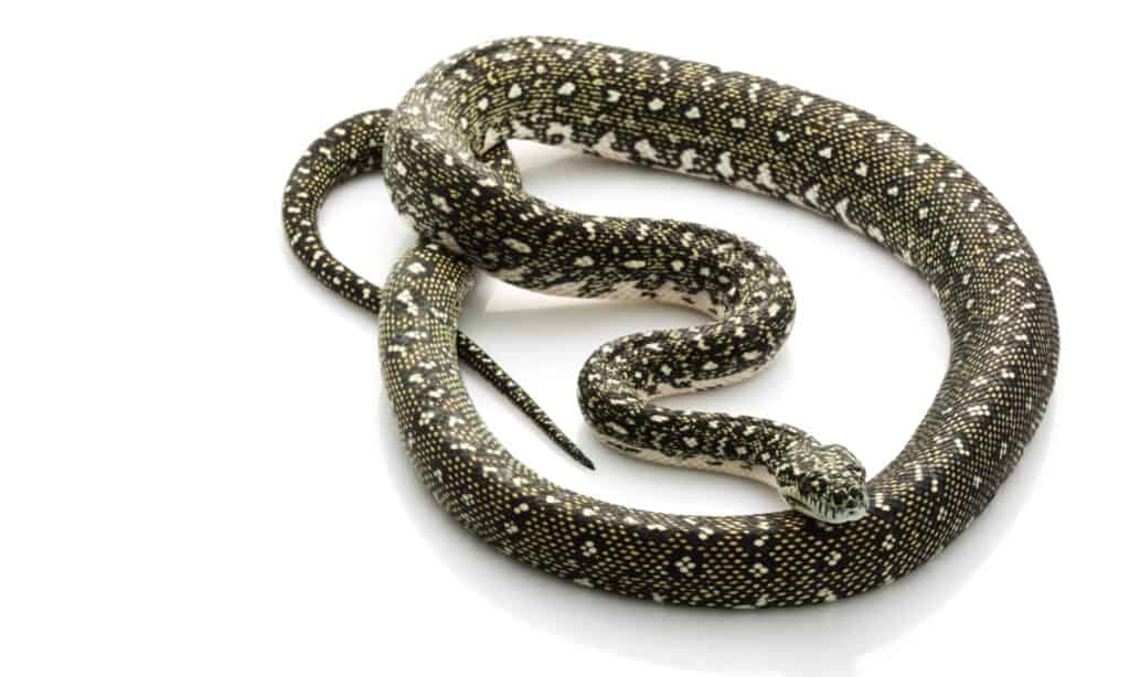 diamond python on white background