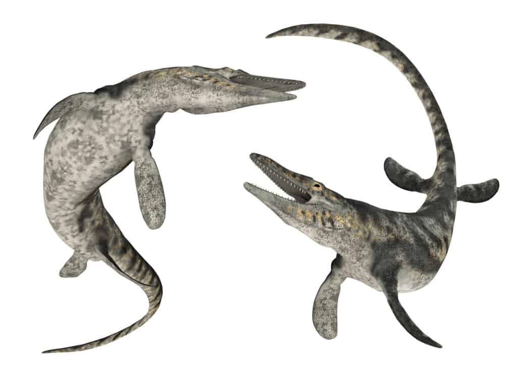 two mature mosasaurs on a white background