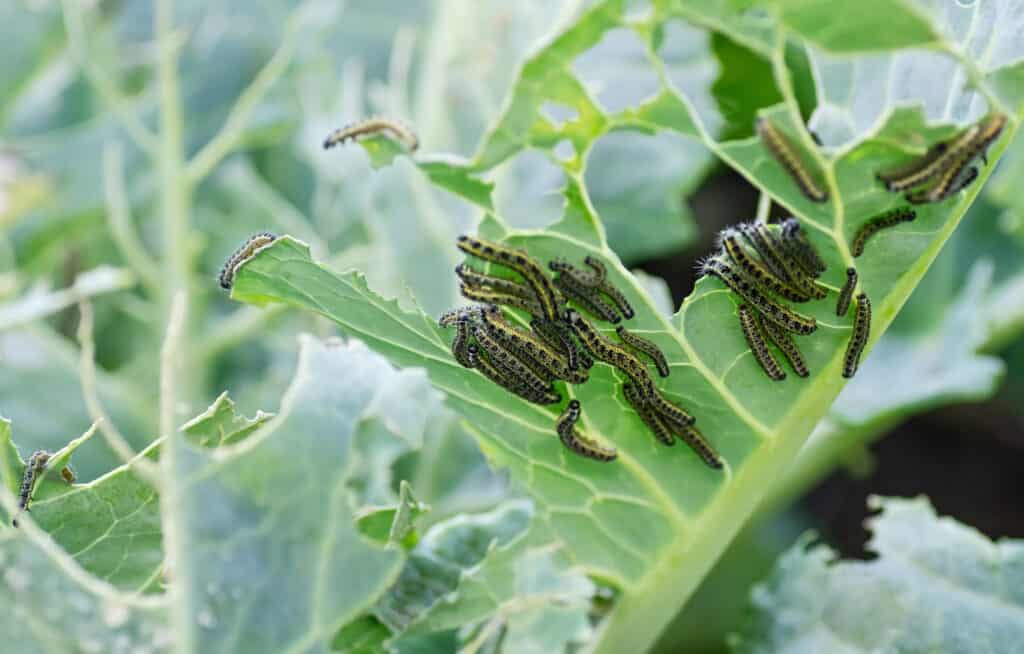 caterpillars eating the leaves of white cabbage