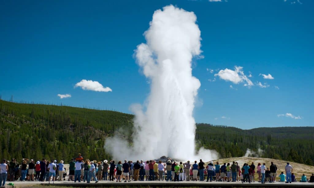 Old Faithful geyser in Yellowstone National Park 
