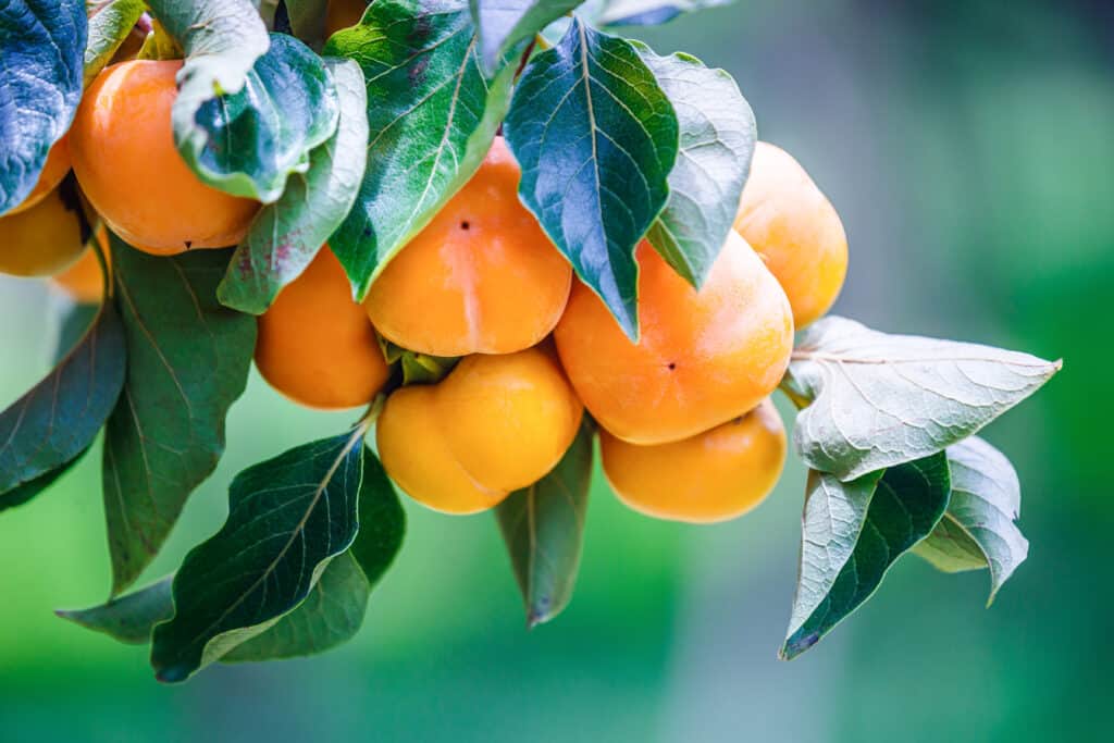 persimmons