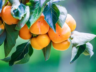 A Persimmon vs. Kumquat