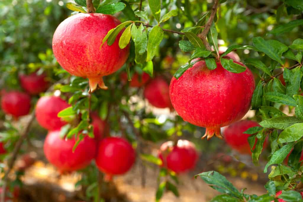 pomegranates