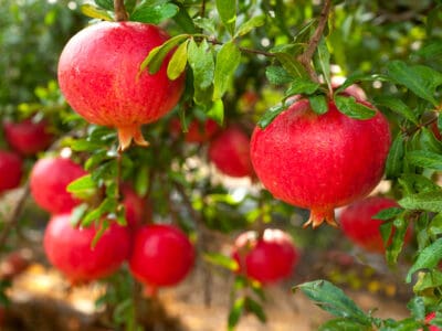 A How To Grow Pomegranate: Your Complete Guide