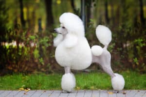 What Were Poodles Bred For? Breed History, Roles, and Jobs Picture