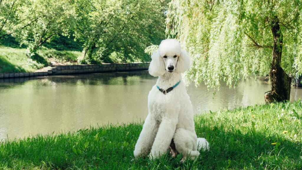 A,Purebred,Standard,White,Poodle,Dog,Sits,On,A,Green
