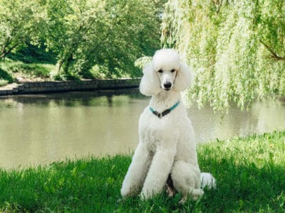 A Poodle Quiz: What Do You Know?