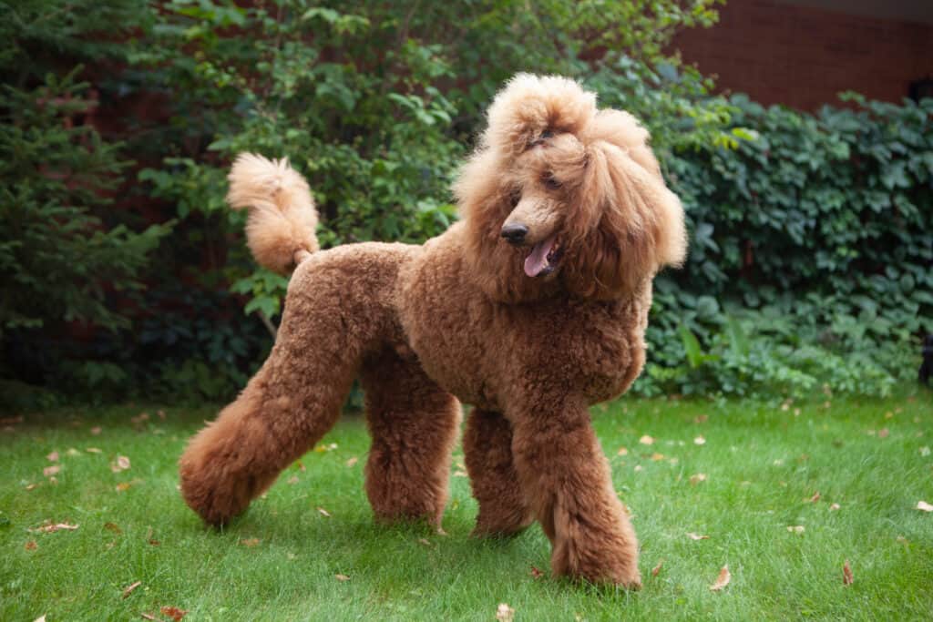 Adult red poodle sale