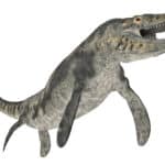 Mosasaurus