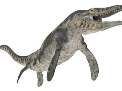 A Mosasaurus