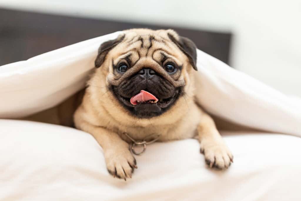 pug in blanket