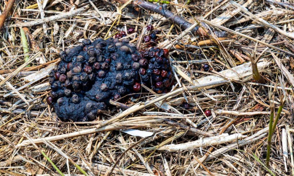 Raccoon scat 